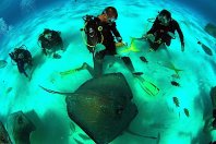 photo stingrays and divers at sandbar.jpg